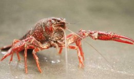 小龙虾养殖爆料视频播放,爆款视频背后的养殖奥秘